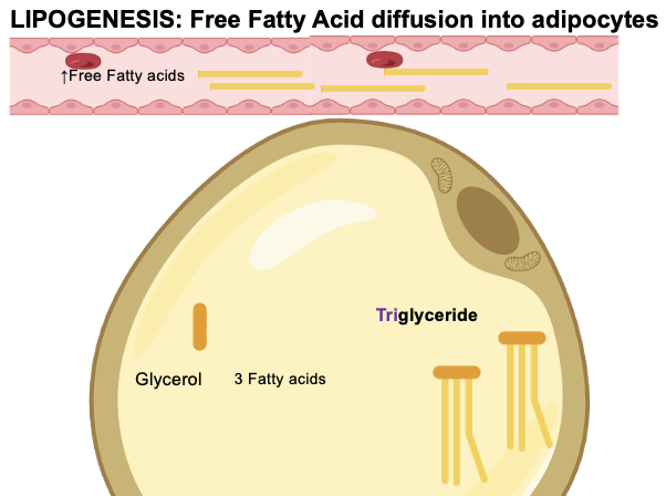 <p>Lipogenesis is the synthesis of lipids (triglycerides).</p><p>Inside adipocytes:<br>• Glycerol + 3 fatty acids → triglyceride</p><p>Triglycerides are the main stored lipid and serve as a major fuel source for ATP production during exercise.</p>