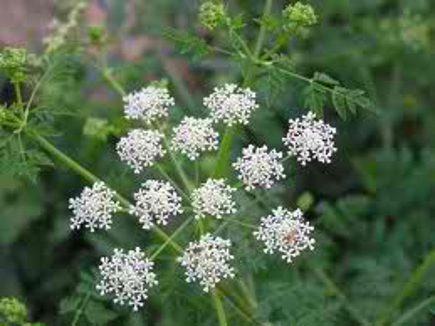 <p>It is a neurotoxin that causes muscle paralysis.</p>