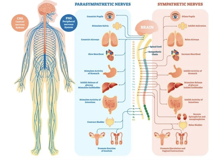 <p>fast-acting control system that employs nerve impulses to trigger muscle contraction or gland secretion</p>