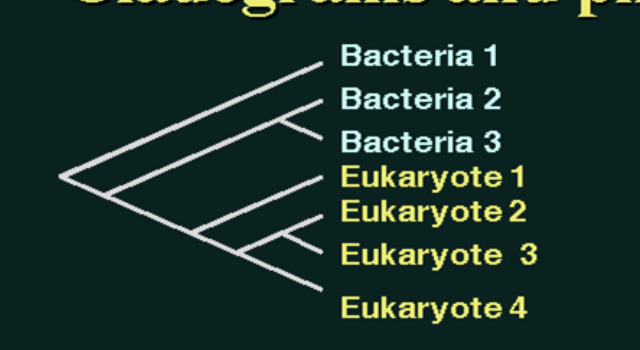 <p>shows branching order- branch lengths are meaningless</p>