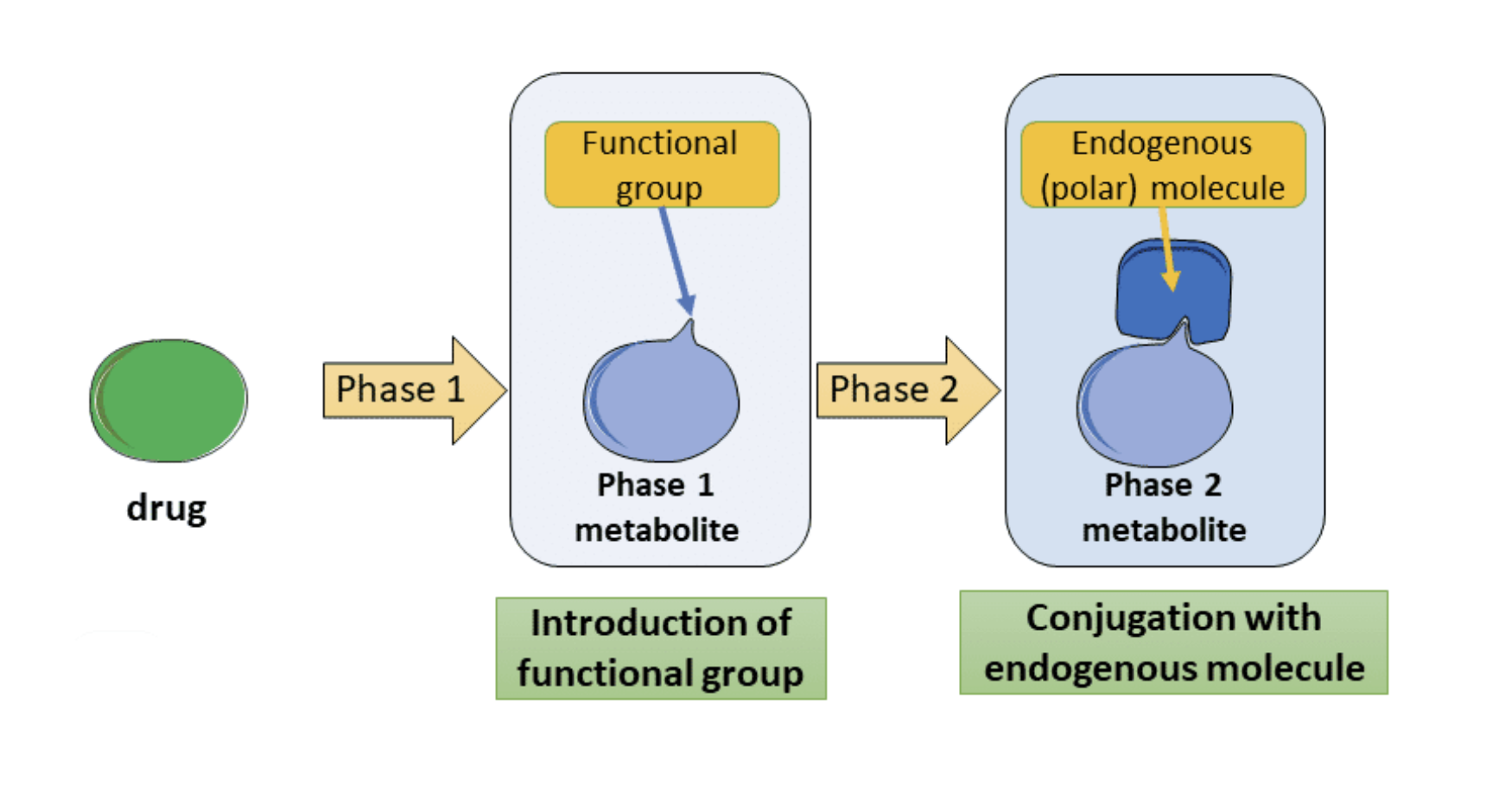 <ul><li><p><span><span>Involve the enzymatic introduction of a functional group which generally make the molecule less lipophilic,</span></span></p></li><li><p><span><span> and so reduces the possibility of its reabsorption in the renal tubules</span></span></p></li></ul><p></p>