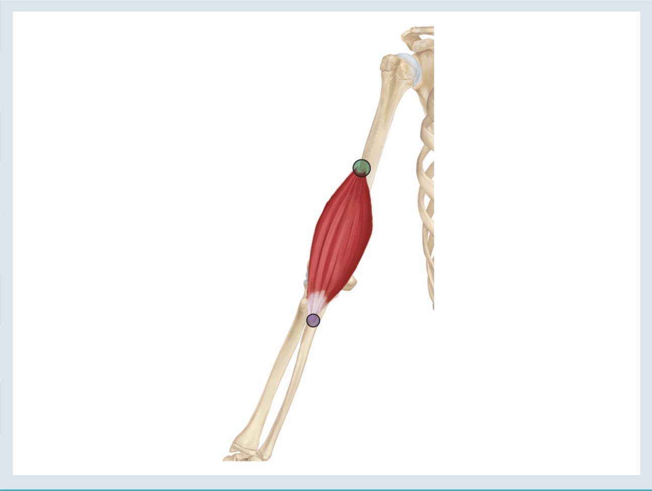 <p>Action : flexion *true flexor*</p><p>o : anterior side of distal half of humerus </p><p>i : coronoid process &amp; ulnar tuberosity </p>