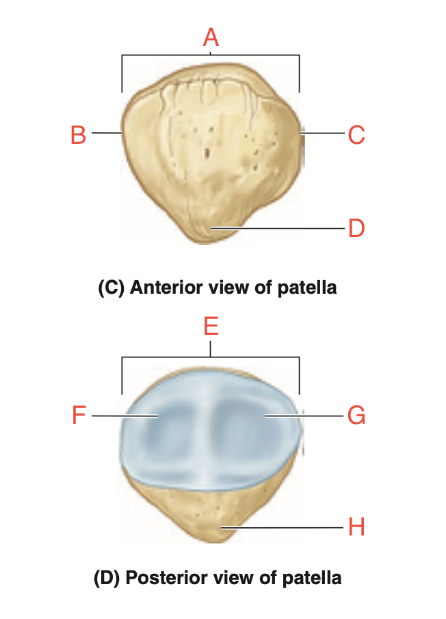 <p>Anterior + posterior patella</p>