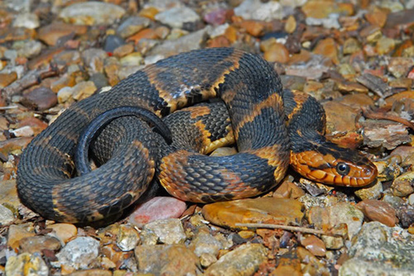 <p>Banded watersnake</p>