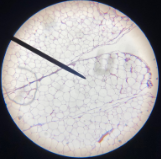 <p>What connective tissue is this?</p><ul><li><p>Areolar tissue, Adipose tissue, Compact bone, or blood</p></li></ul>