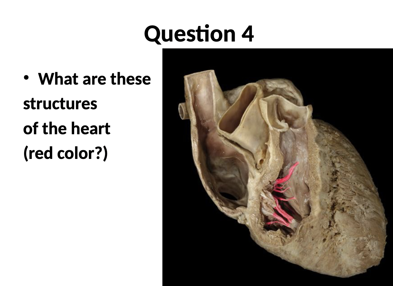 <p>what are these structures of the heart</p>