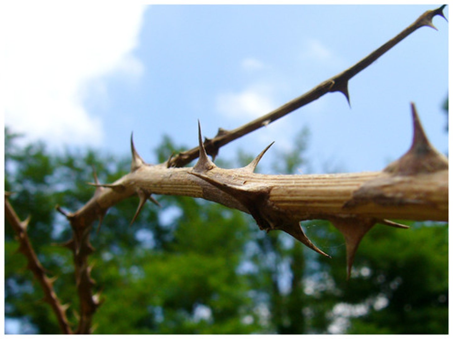 <p>thorn</p>