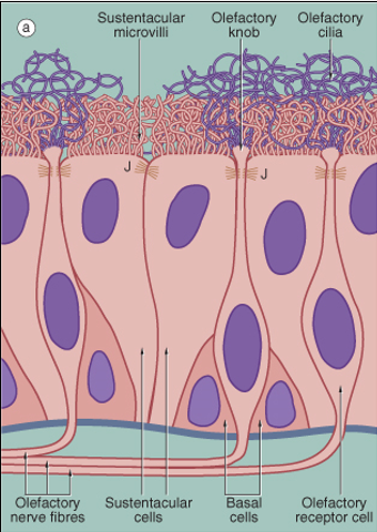 <ol><li><p><strong>Basal cells</strong>: Stem cells for olfactory neurons.</p></li><li><p><strong>Olfactory receptor cells</strong>: <strong>Bipolar neurons</strong> that detect odor molecules.</p></li><li><p><strong>Sustentacular cells</strong>: Tall <strong>ciliated columnar cells</strong> that support olfactory neurons. Provides “sustenance”.</p></li></ol><p></p>