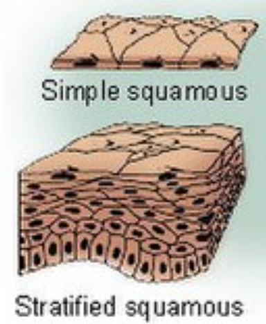 <p>Flat cells. Found in the tissue that forms the surface of the skin, the lining of the hollow organs of the body, and the lining of the respiratory and digestive tracts</p>