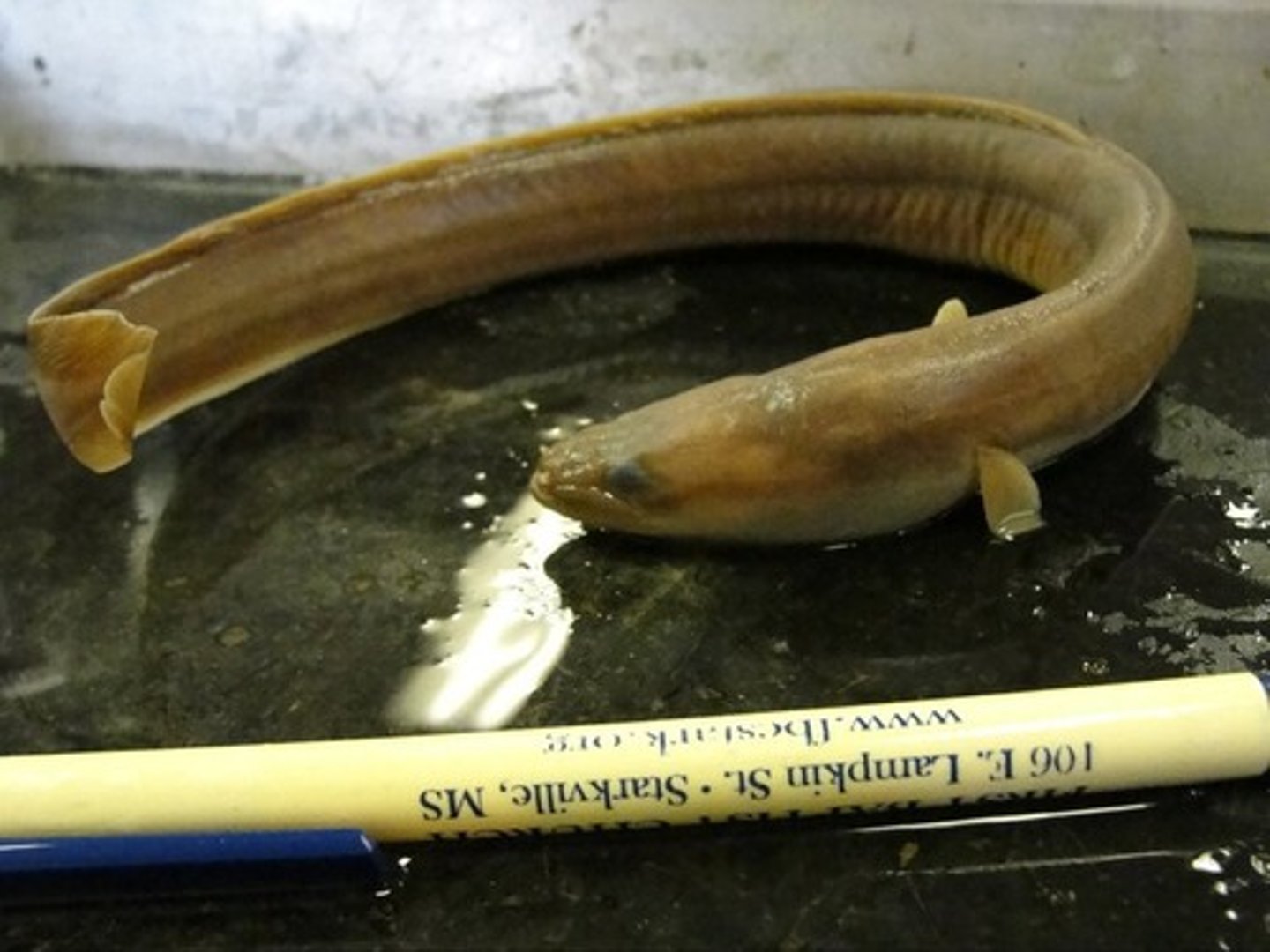 <p>freshwater eel</p>