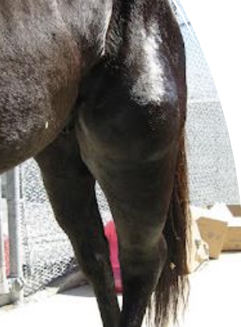 <p>anaplasmosis</p><p>EIA</p><p>EVA</p><p>AHS (African Horse Sickness)</p><p>purpura hemorrhagica (complication following Strangles)</p><p>idiopathic</p>