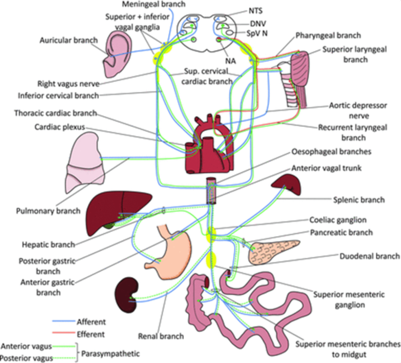 <p>The vagus nerve also carries tonnes of ___________ __________ - vagal nerve stimulation</p>