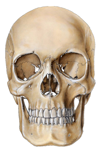 <p>Anterior View</p>
