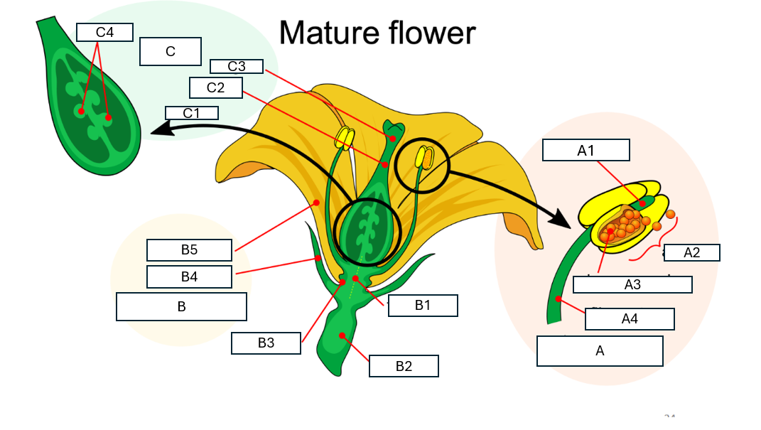 <p>Name flower structure B and its component parts B1-B5</p>