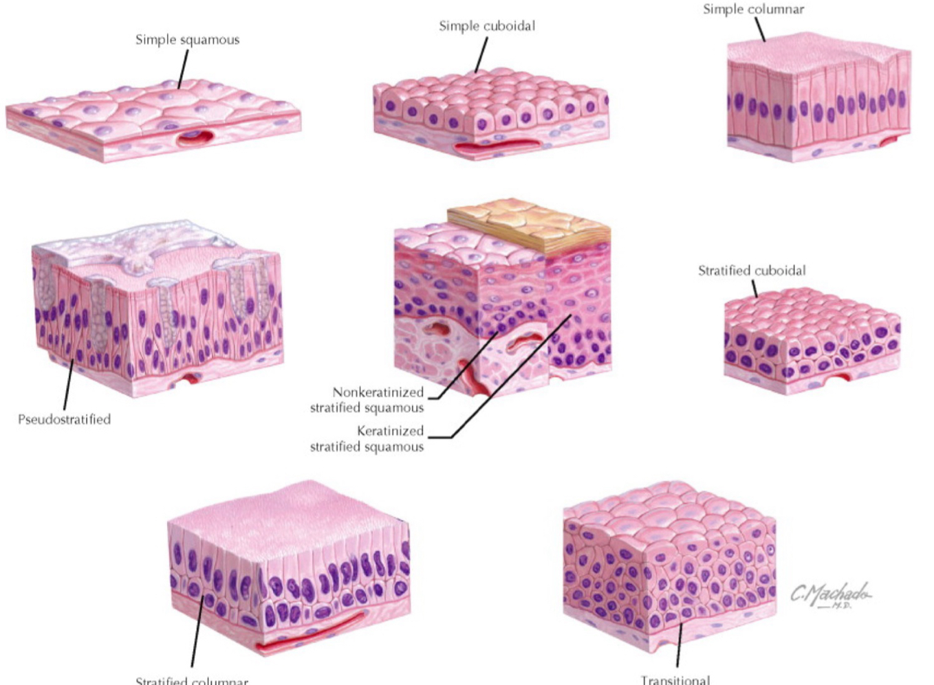 <ol><li><p>simple</p></li><li><p>stratified</p></li><li><p>pseudostratified</p></li></ol><p>and they can be:</p><ul><li><p>squamous</p></li><li><p>cuboidal </p></li><li><p>columnar</p></li><li><p>cuboidal </p></li><li><p>transitional</p></li><li><p>pseudostraified</p></li><li><p>keratinized</p></li></ul>