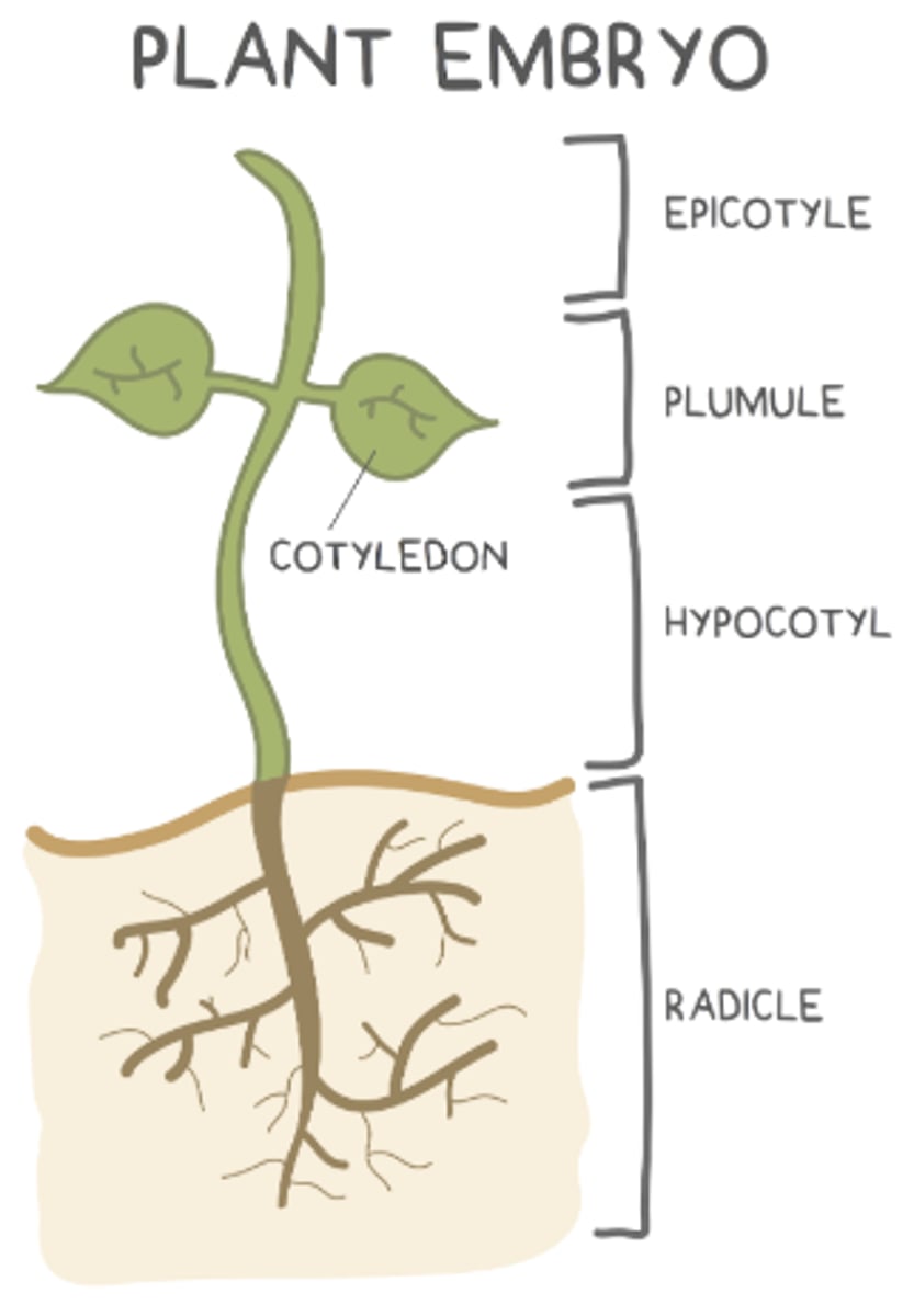 <p>epicotyl</p>