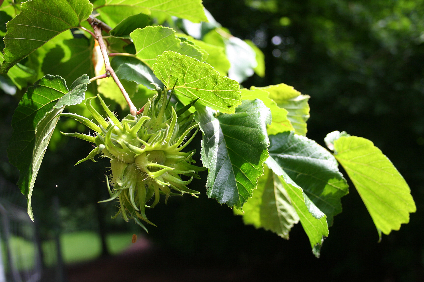 <p><em>Corylus colurna </em>(Betulaceae)</p>