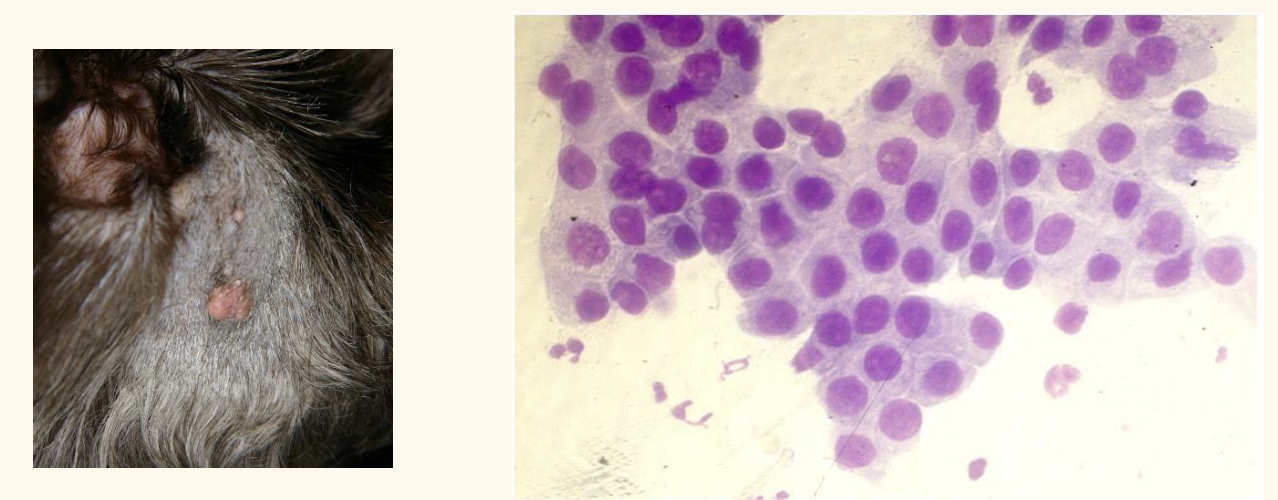 <p>Another nodule in a dog; what is your interpretation?</p>
