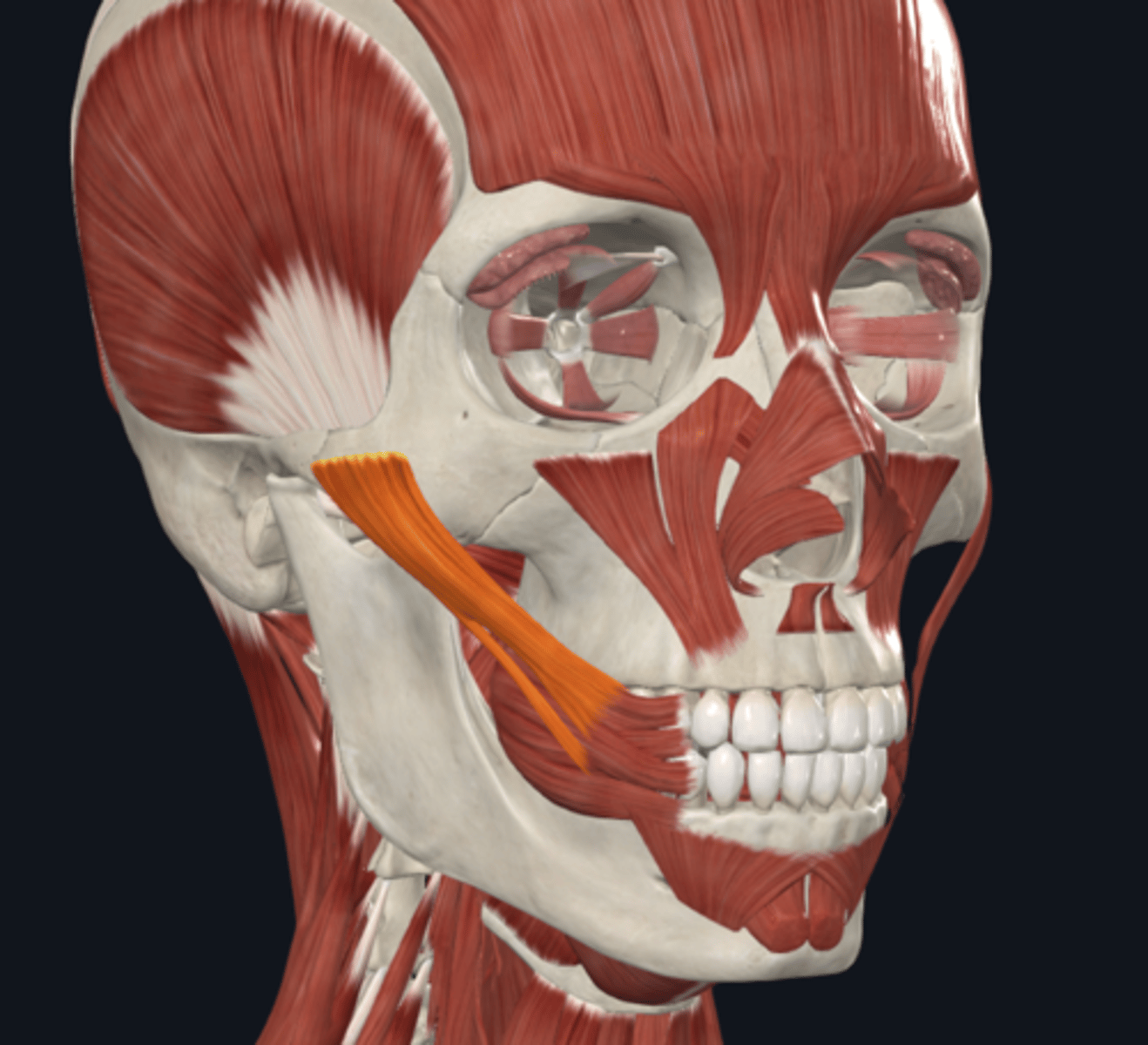 <p>Where is the attachment of the Zygomaticus major muscle what is its function?</p>