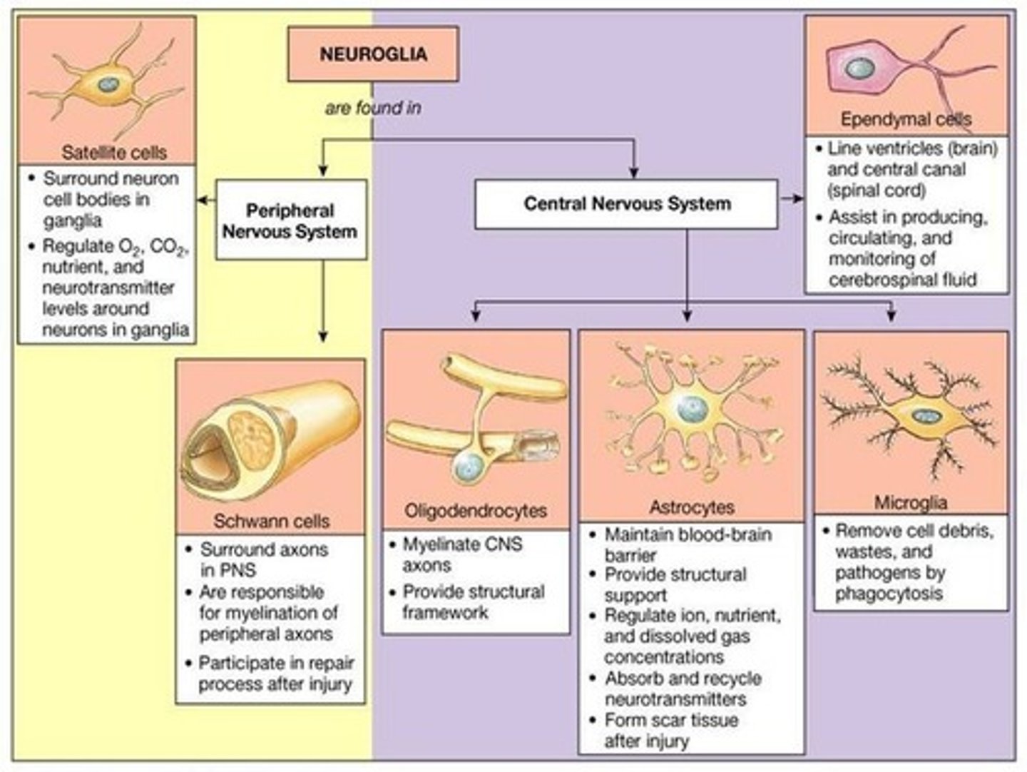 <p>True. Neurons are located throughout the CNS and PNS. Specific types of Glial cells are specific to either the CNS or PNS.</p>