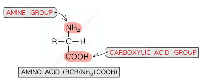 <p>RCH(NH<sub>2</sub>)COOH</p><p>R group can be acidic, basic or neutral </p>