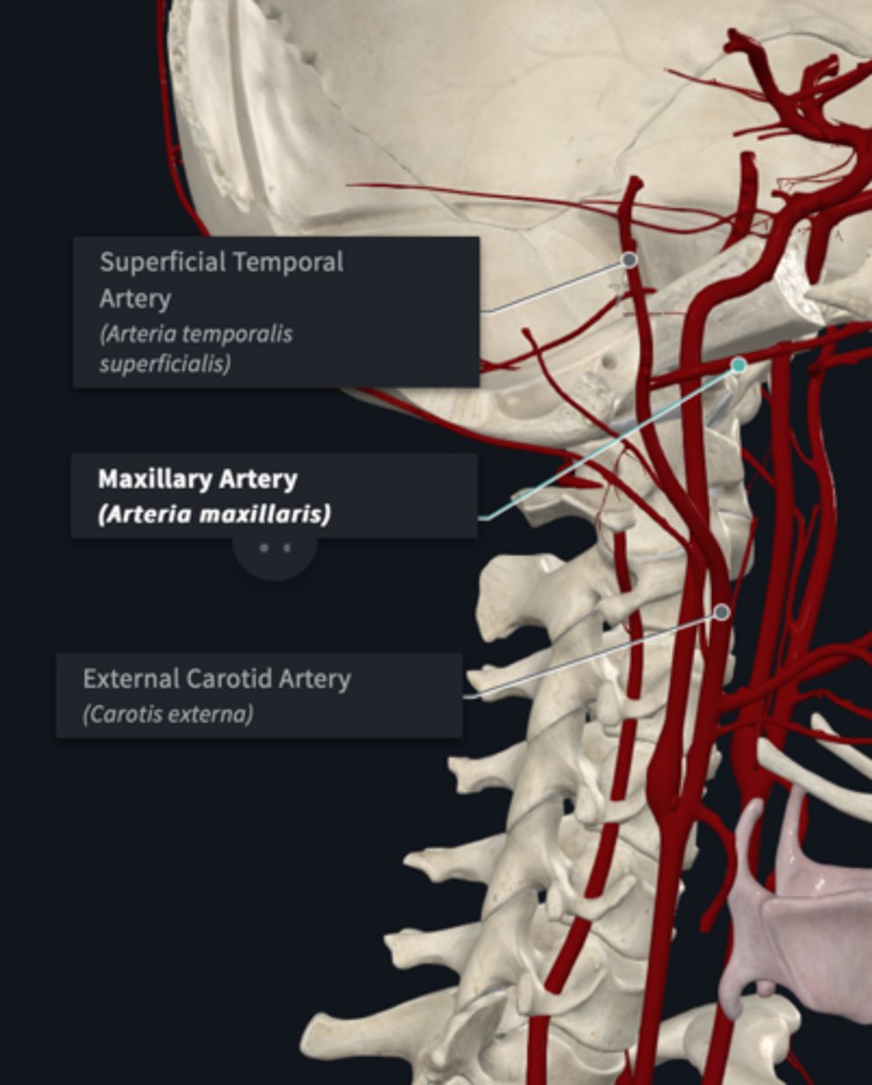 <p>What is the course of the External carotid artery?</p>