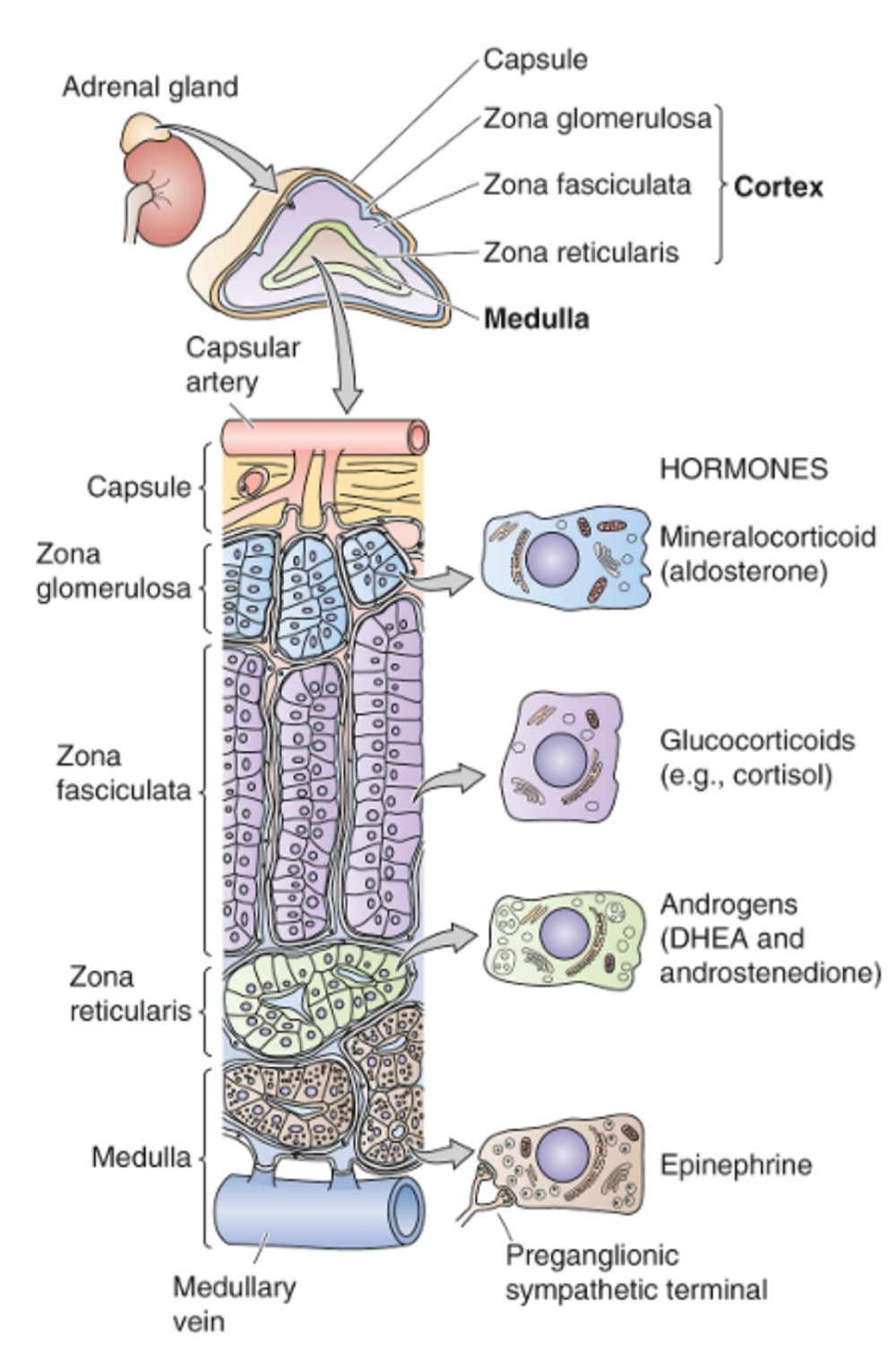 <p>•    Zona glomerulosa : minéralocorticoïdes (aldostérone)<br />
    •   Zona fasciculata : glucocorticoïdes (ex. cortisol)<br />
    •   Zona reticularis : androgènes (DHEA, androstènedione)</p>