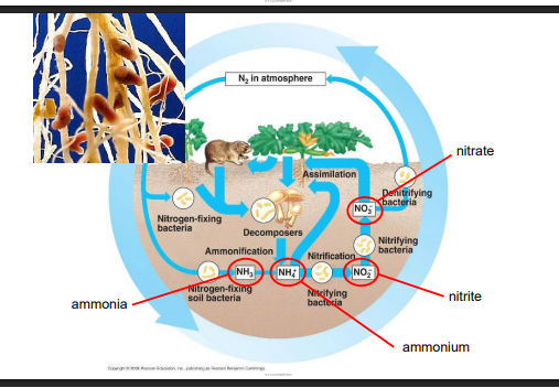 <ul><li><p>cycled from the atmosphere to the ecosystem, via 2 natural pathways (atmospheric deposition &amp; nitrogen fixation)</p></li><li><p>atmospheric deposition cycles N from atmosphere → ecosystem, via rain (N dissolved within) or dust, into the soil</p></li><li><p>nitrogen fixation (much more common) cycles N from atmosphere → ecosystem, via N fixing bacteria, who convert atmospheric N2 (unavailable to plants), to available forms (→ ammonia → ammonium → nitrite → nitrate (ammonium &amp; nitrate available to plants)), so that producers and consumers can then use these (cycled into food chain)</p></li><li><p>N fixing bacteria mostly live in the soil around plant roots (mutualism behaviour commonly developed, e.g. root nodules of legumes, kowhai, kakabeak)&nbsp;</p></li><li><p>N fixing bacteria may also live in animal stomachs (those who require more N due to feeding in low quality habitats - e.g. Huhu beetles feeding on dead wood), who convert atmospheric N2 inhaled in, to avaialble N as this is required to break down wood in the first place</p></li><li><p>can also cycle to the atmosphere via lighting (fixes &amp; falls out as rain) - very minor&nbsp;</p></li><li><p>decomposers also help break down detritus into simpler organic compounds with N accessible to bacteria </p></li></ul><p>(returning N to the atmosphere)</p><ul><li><p>denitrifying bacteria also exist (especially in areas with lots of water), who transfer nitrate (avialable) → N2, so N doesnt endlessly accumulate in soil, so it can move around, and to prevent accumulation of harmful N compounds</p></li><li><p></p></li></ul><p>(importance)</p><ul><li><p>organisms require N to create nitrogenous organic compounds, like amino acids, like nitrogenous bases in DNA - is probably the 2nd foundational chemical for life</p></li><li><p>therefore it is important to have this cycled between the atmosphere, and ecosystems, and between dead and alive plants&nbsp;</p></li></ul><p></p>