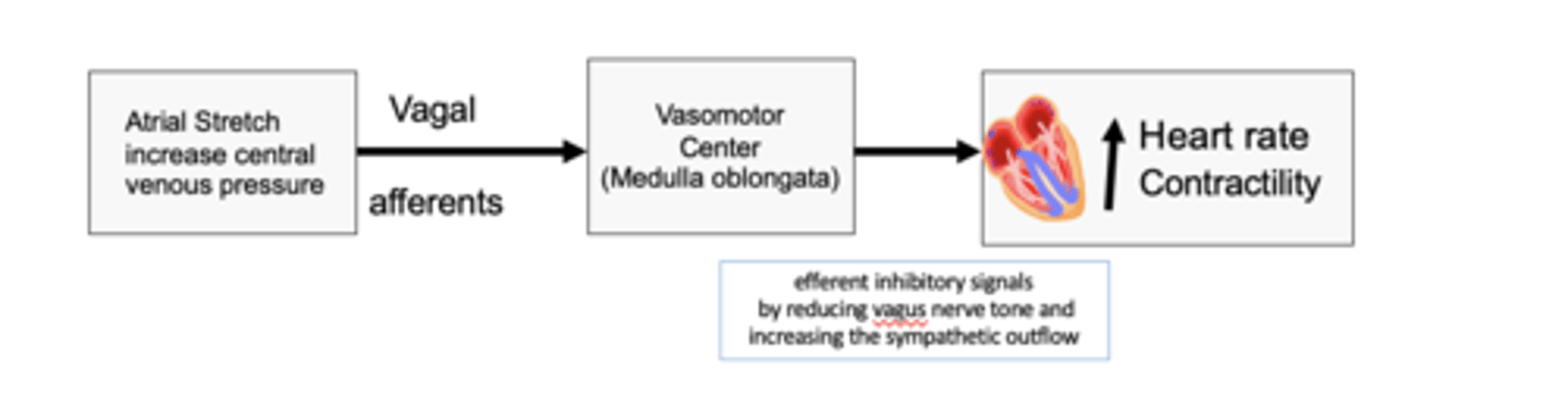 <p>The brainbridge reflex (artial pressure) occurs when? </p>