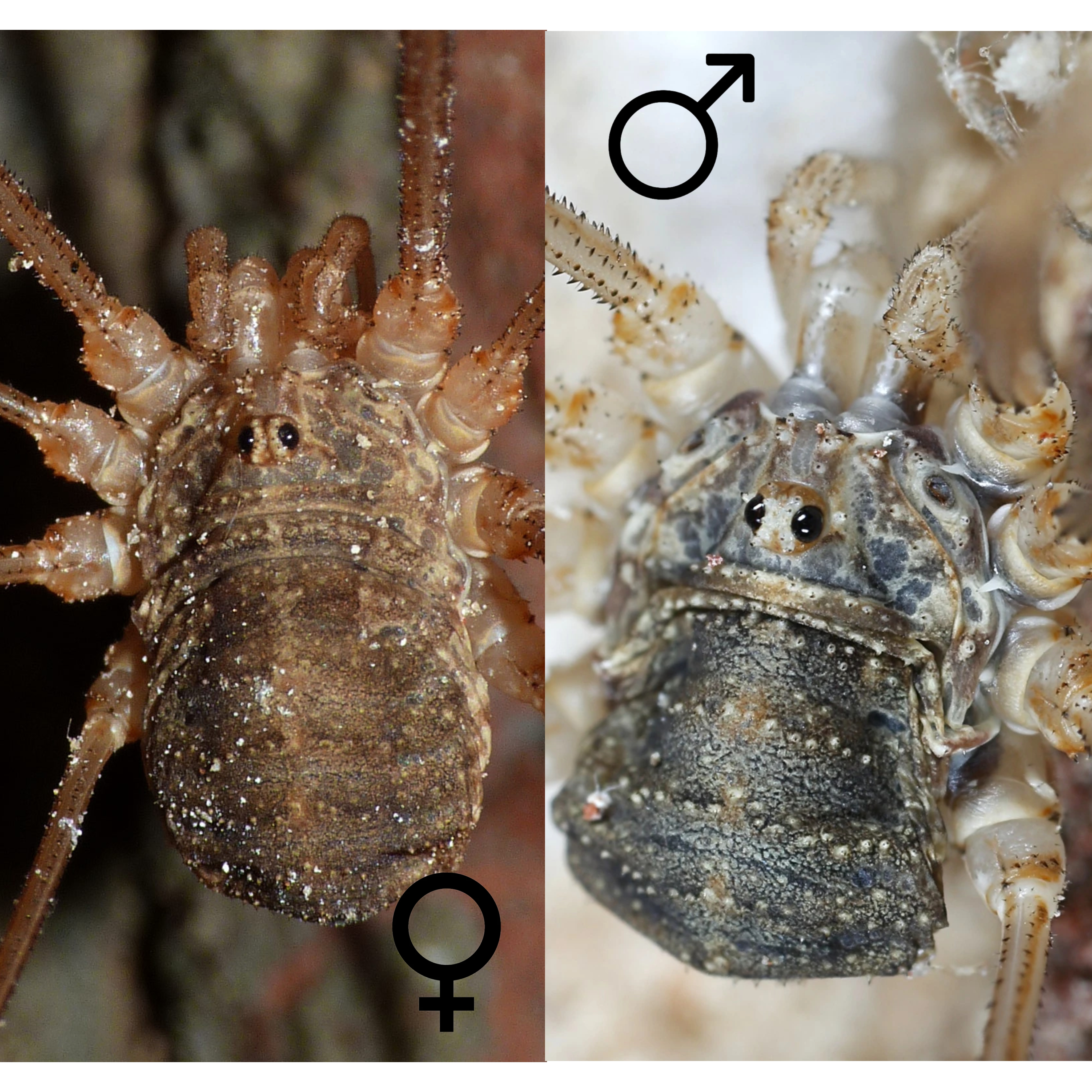 <p>Kmeň: Arthropoda</p><p>Amandibulata</p><p>Podkmeň: Chelicerata</p><p>Trieda: Arachnida</p><p>Rad: Opiliones</p>