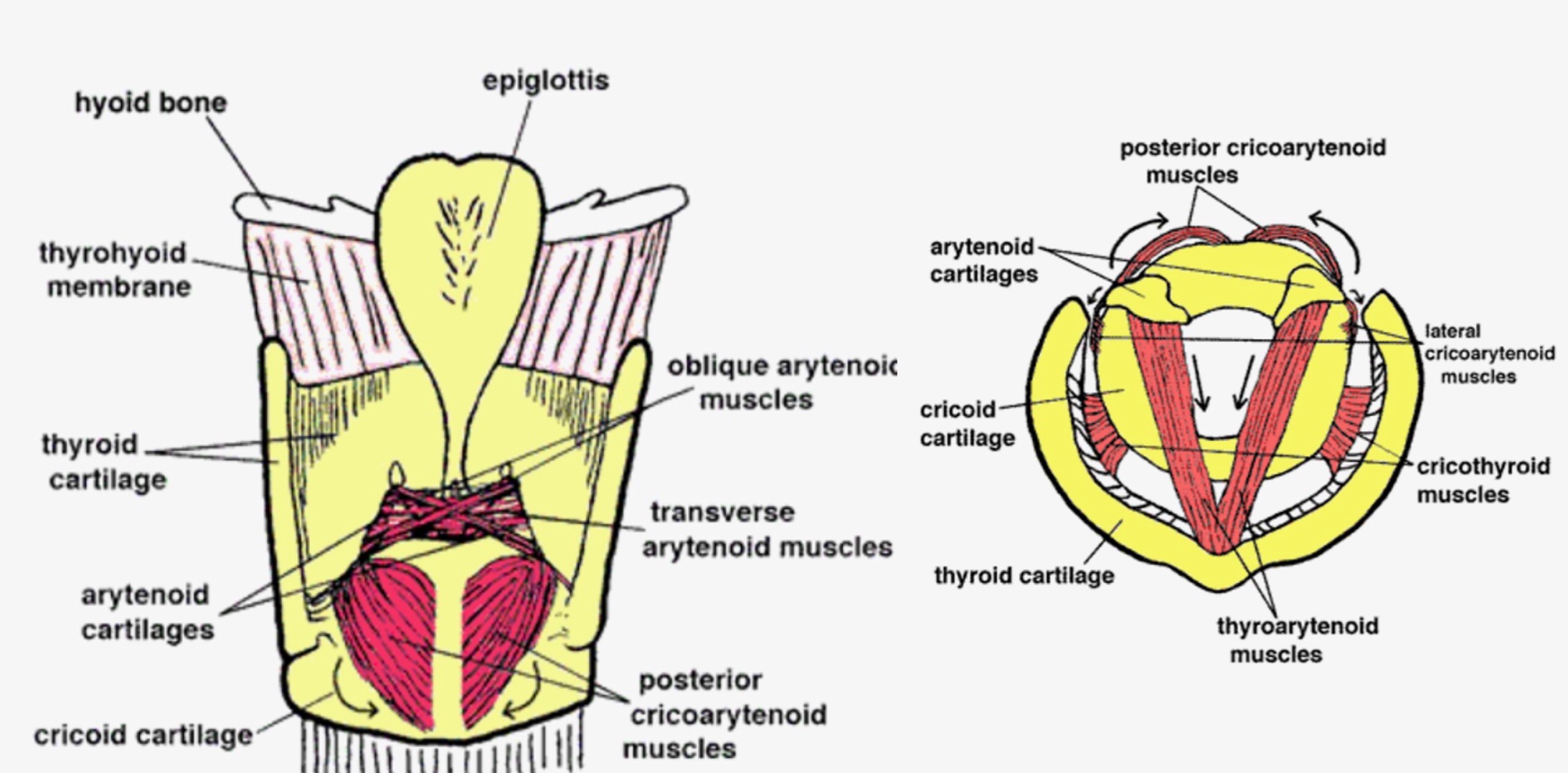<p>All these muscles are paired (symmetrically arranged on the left and right sides of the larynx).</p><ol><li><p><strong>Posterior cricoarytenoid -</strong> These are the only muscles involved in abduction. They open the glottis by pulling the back ends of the arytenoid cartilages together. This pulls the front ends (where the vocal folds attach) apart, therefore pulling the vocal folds apart.<strong> PCA = pull cords apart</strong></p></li><li><p><strong>Lateral cricoarytenoid -</strong> These are adductors. They close the glottis by pulling the back end of the arytenoid cartilages apart. This pulls the front ends together, making the vocal folds come together.</p></li><li><p><strong>Thyroarytenoid -</strong> These are the muscles that form the body of the vocal folds themselves. They shorten the vocal folds by pulling the arytenoid (back) end of the vocal folds toward the thyroid (front) end. This shortens the vocal folds and bunches them up, which causes them to vibrate more slowly, thus lowering pitch. The thyroarytenoid muscles also have a force to strengthen glottic closure. That is, they help bring the vocal folds together and keep them together to resist the airstream from the lungs.</p></li><li><p><strong>Cricothyroid -</strong> These are the vocal fold lengtheners. They pull the thyroid cartilage down and forward on its hinge, which increases the distance between the arytenoids and the thyroid notch (the Adam's Apple), thereby lengthening and tightening the vocal folds; this causes them to vibrate faster, thus raising pitch.</p></li><li><p><strong>Interarytenoids -</strong> There are 2 sets of these: the transverse arytenoids and the oblique arytenoids. They bring the two arytenoid cartilages together to provide medial compression for the vocal folds. In other words, the vocal folds squeeze together tighter to resist the air pressure from the lungs (shown on figure 7).</p></li></ol><p></p><p><a target="_blank" rel="noopener noreferrer nofollow" class="link" href="https://med.umn.edu/ent/patient-care/lions-voice-clinic/about-the-voice/how-it-works/anatomy" data-prevent-progress="true">https://med.umn.edu/ent/patient-care/lions-voice-clinic/about-the-voice/how-it-works/anatomy</a></p><p style="text-align: center"></p>