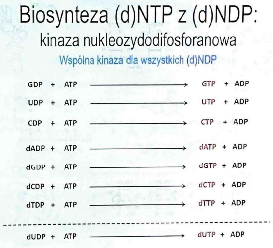 <p>nukleozydo<strong>di</strong>fosforanów (d)NDP w nukleozydo<strong>tri</strong>fosforanów (d)NTP</p>