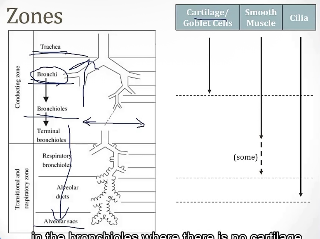 <p>-positive</p><p>-equal pressure point; pleural and airway; collapse; cartilaginous</p>