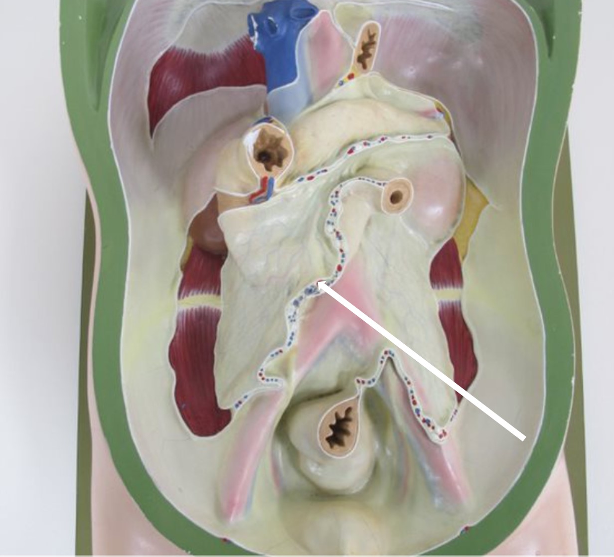 <p>deel dubbellagig visceraal peritoneum dat naar dunne darm loopt (Latijns)</p>