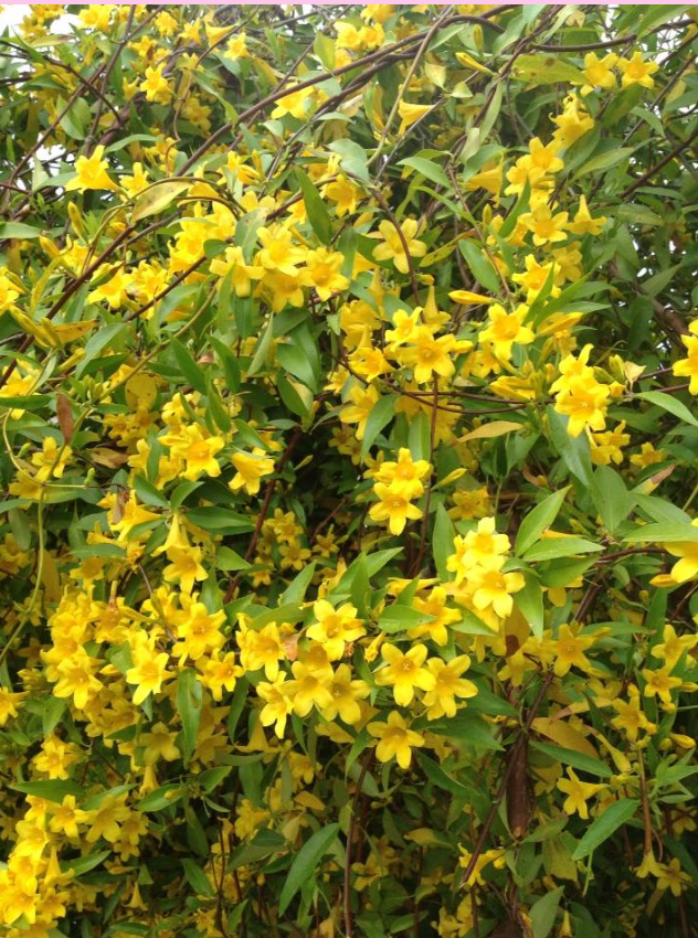 <p>This vine species is an early spring nectar source for Ruby-throated hummingbirds</p><p>True or False?</p>