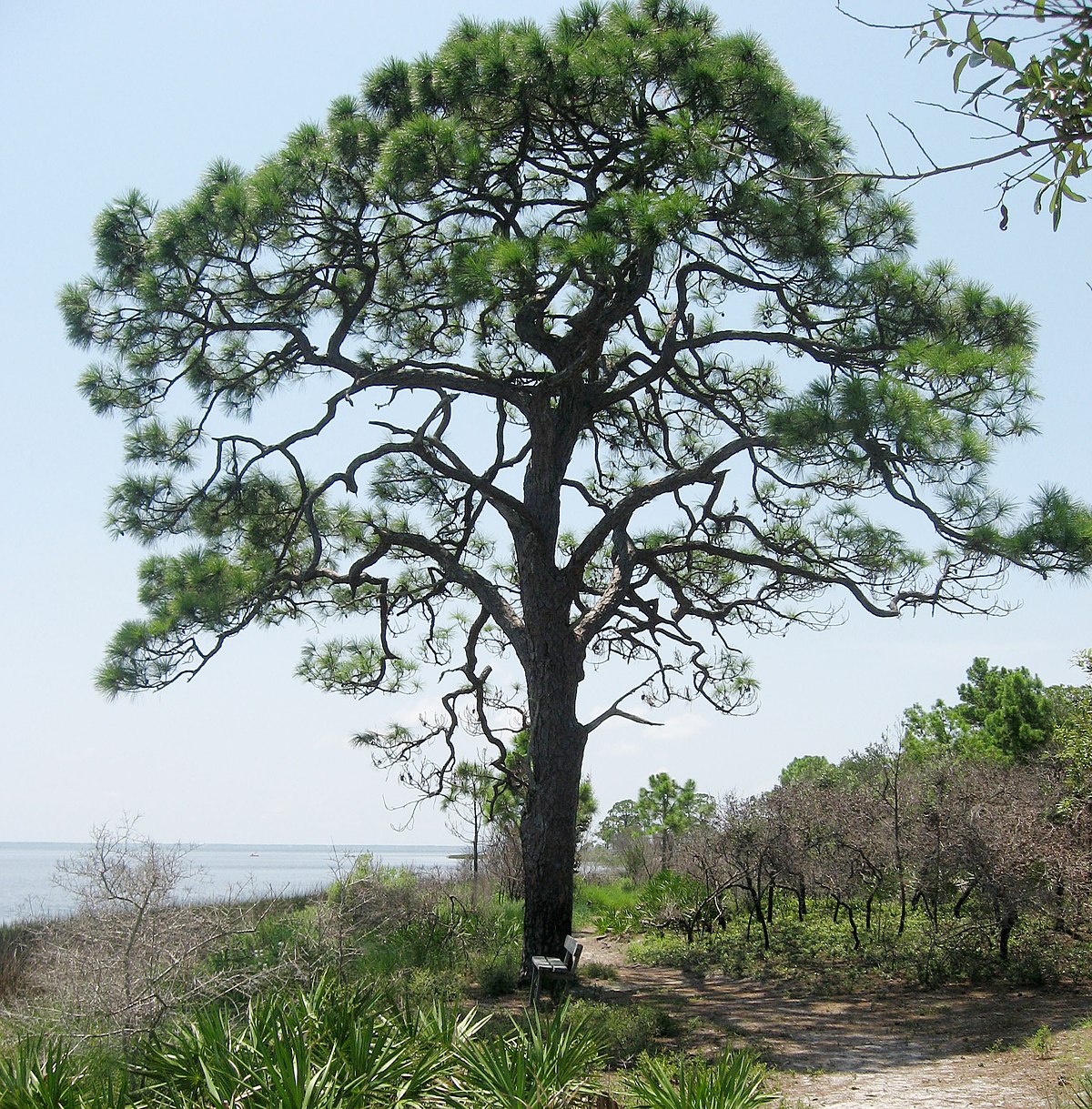 <p>Slash pine</p>