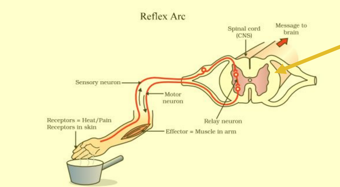 <p>Receptor, sensory neuron, interneuron, motor neuron, effector</p>