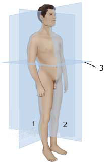 <p>Identify anatomic plane 2 in the following illustration.</p><p></p>