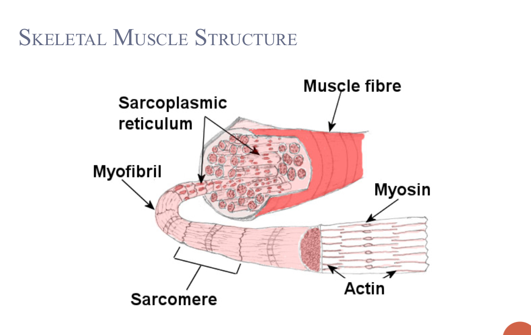 <p>muscles: largest unit; attached to bone by tendons</p><p>muscle fibres: organized into larger bundles; up to 20cm long</p><p>myofibrils: thousands of cylindrical subunits</p><p>myofilaments: protein structured responsible for muscle contraction</p><ul><li><p>actin</p></li><li><p>myosin</p></li></ul><p></p>