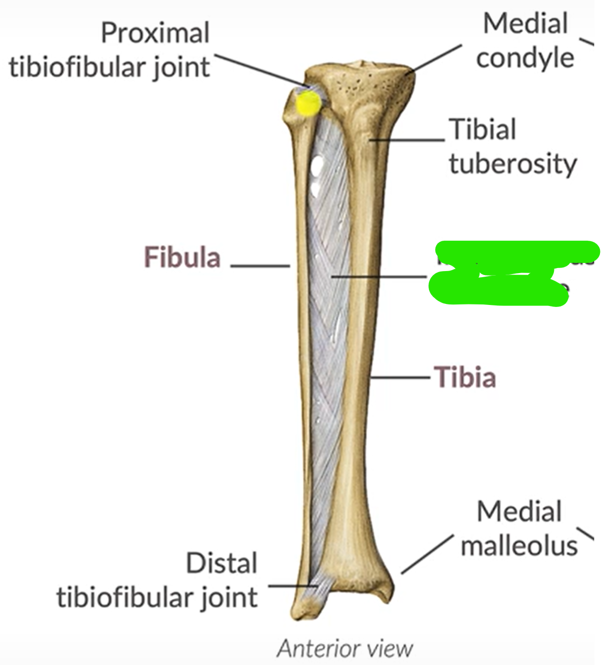 term image