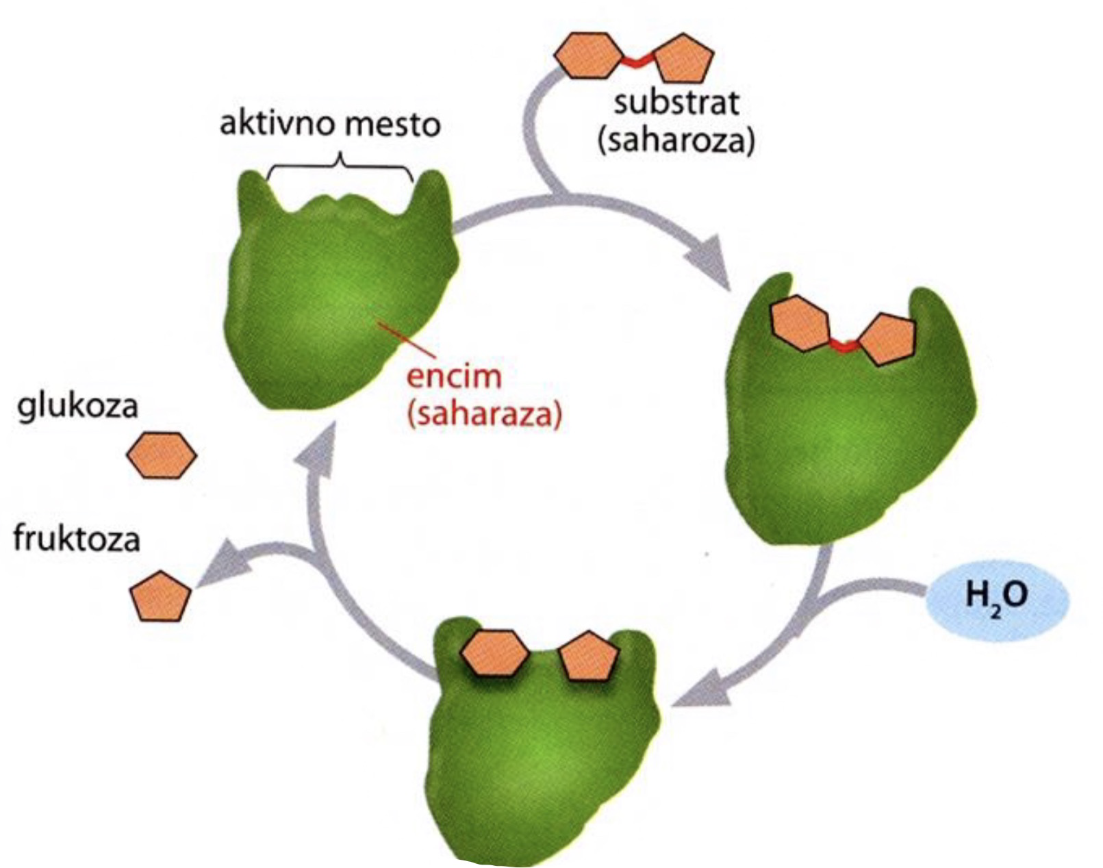 <ol><li><p>Encim s prostim aktivnim mestom nase veže substrat. Saj površina aktivnega mesta privlači substrat.</p></li><li><p>S hidrolizo se substrat pretvori v produkt.</p></li><li><p>Produkti se sprostijo iz aktivnega mesta.</p></li></ol><p>Encim se med reakcijo ne spremeni - kemijsko se spremeni le substrat.</p>