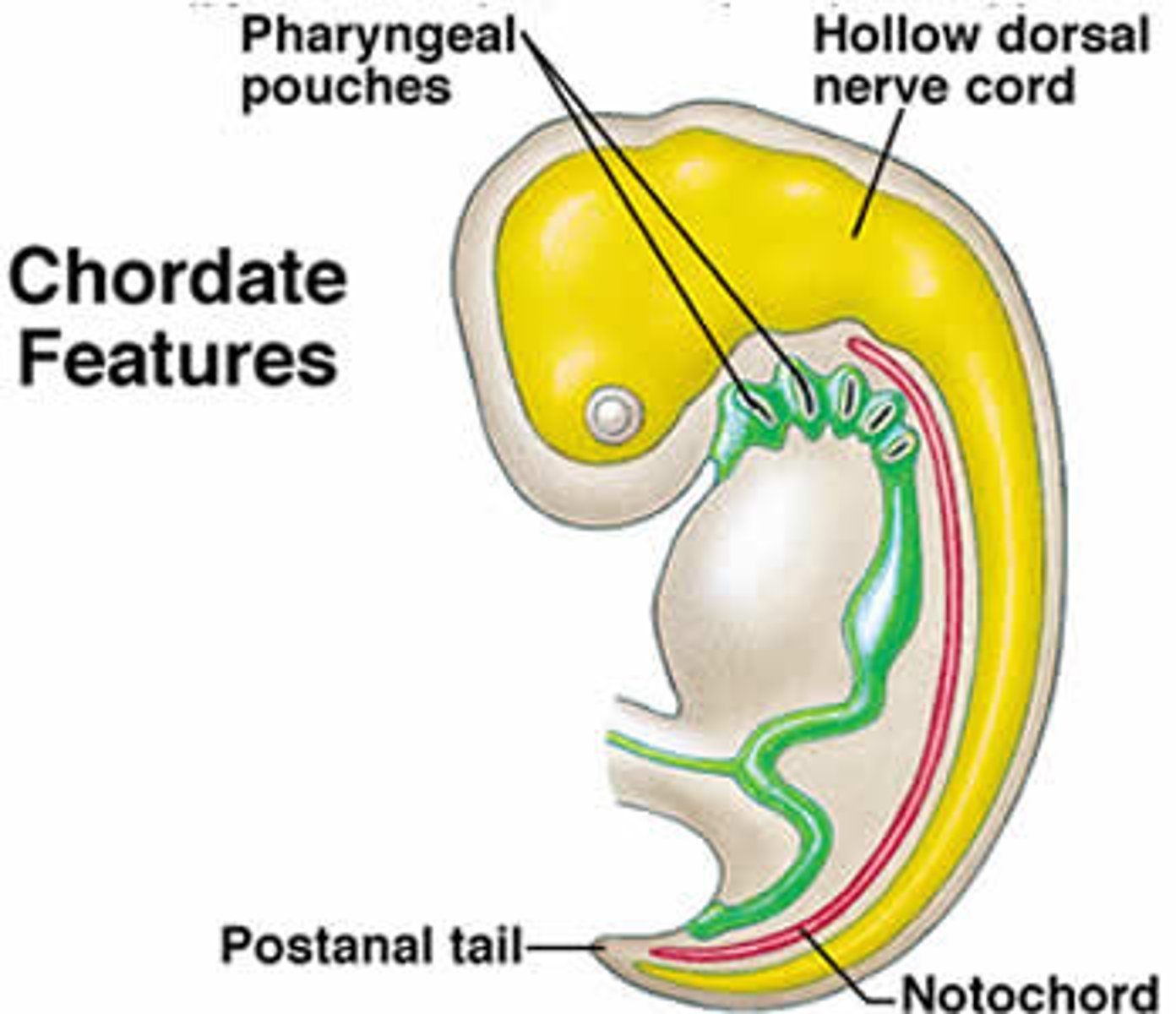 <p>all chordates share this at some point in life cycle; appear in the pharynx at some stage in their development, evolved to aid in respiration and filter feeding</p>