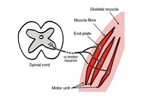 <p>Contains cell body in the ventral horn of the grey matter (non-myelinated) of the spinal cord. Has a large, myelinated axon as part of a somatic motor nerve to innervate skeletal muscle. At destination, axon divides to form NMJs with several msucle fibres.</p>