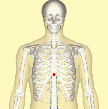 <p><span>Describe the xiphoid process of the sternum.</span></p>