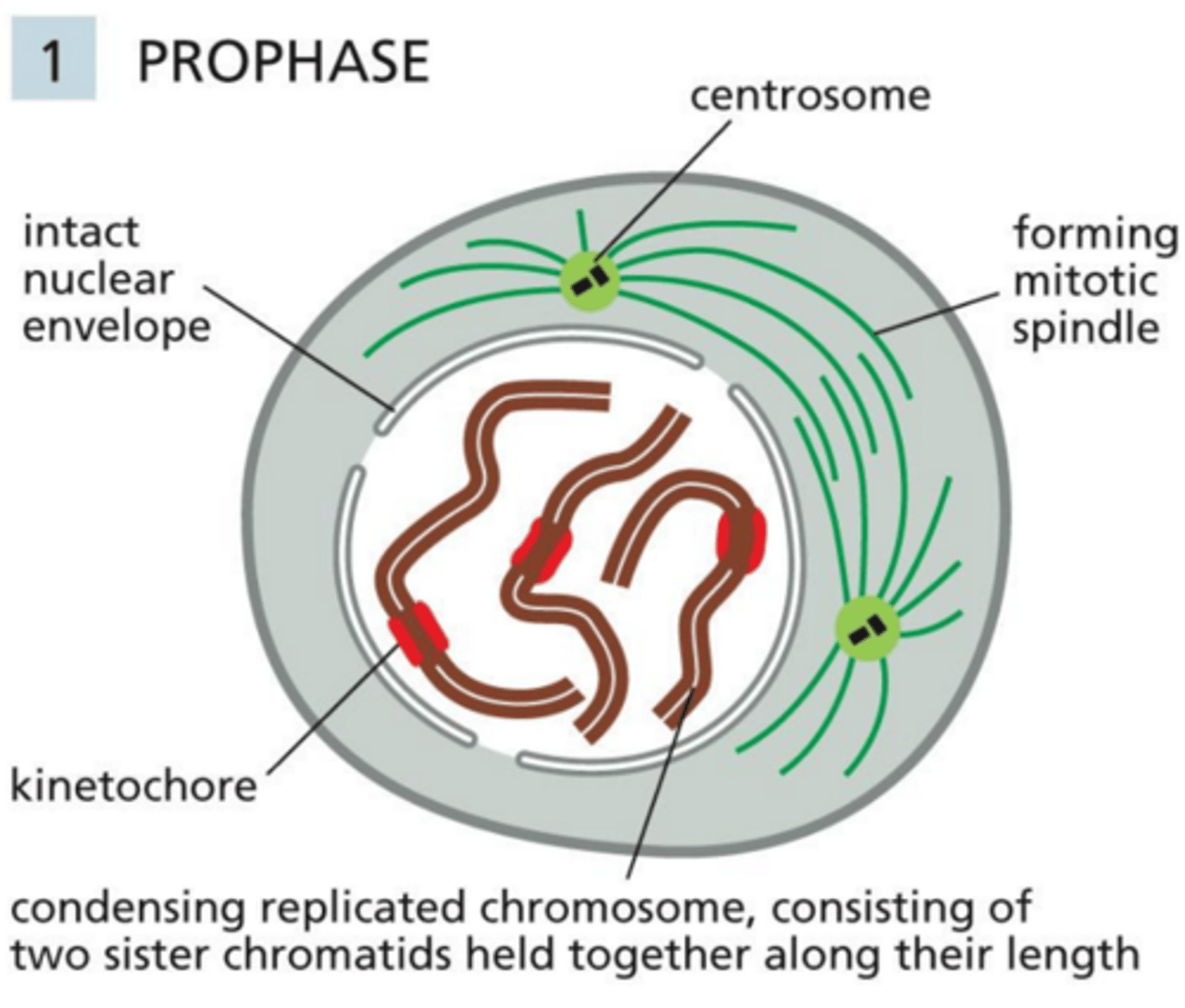 <p>Prophase</p>