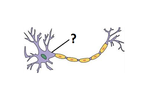 Cone-shaped region that connects the soma to the axon

\- initiates action potential 