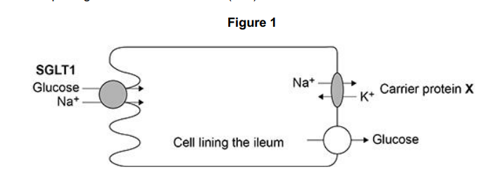 <p><strong>Figure 1</strong> shows a cell from the lining of the ileum specialised for absorption of products of digestion. </p><p>SGLT1 is a carrier protein found in the cell-surface membrane of this cell, it transports glucose and sodium ions (Na<sup>+</sup> ) into the cell.</p><p>The action of the carrier protein X in <strong>Figure 1</strong> is linked to a membrane-bound ATP hydrolase enzyme. Explain the function of this ATP hydrolase. (2) </p>