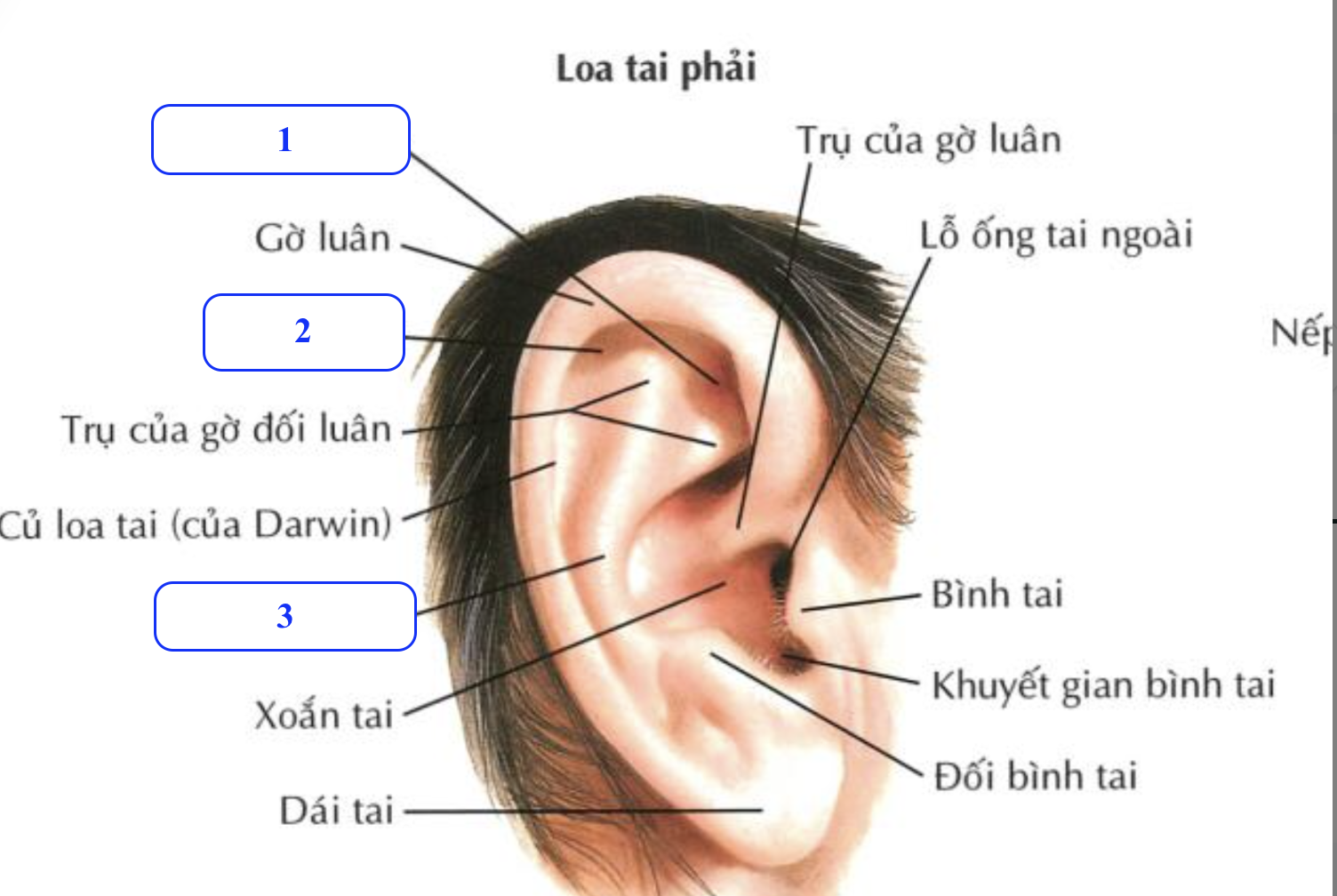 <p>Chi tiết số 1 là gì ?</p><p>Chi tiết số 2 là gì ?</p><p>Chi tiết số 3 là gì ? </p>