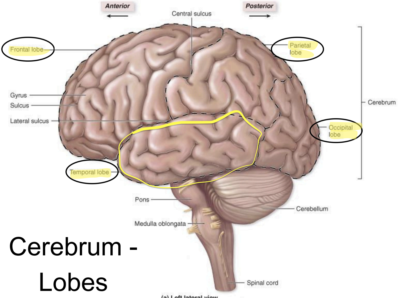<p><strong>temporal</strong> lobe - functions</p>