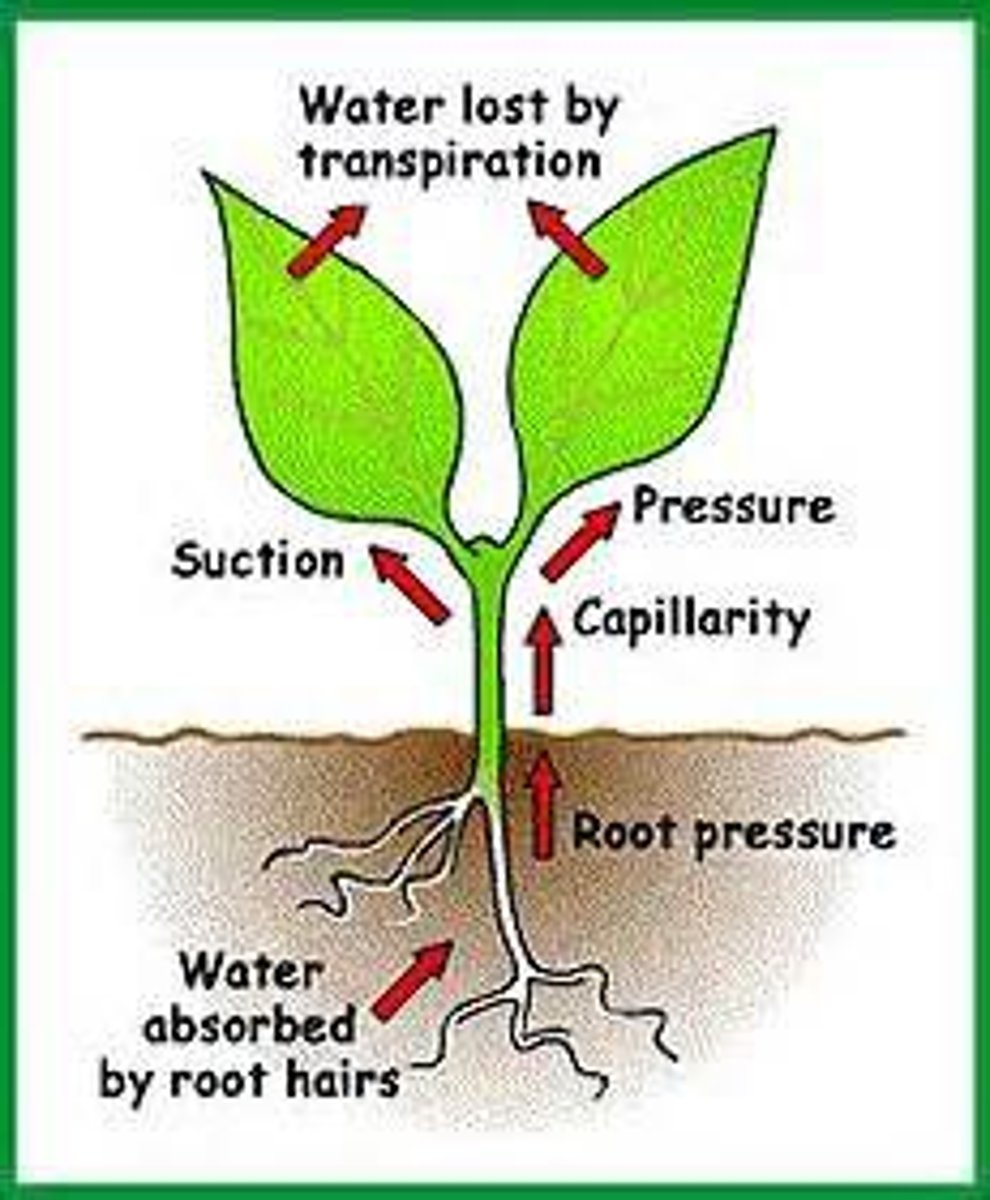 <p>The upward push of xylem sap in the vascular tissue of roots.</p>